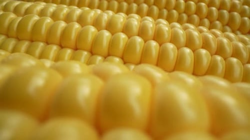 Extreme Close Up of Corn Kernels on Cob