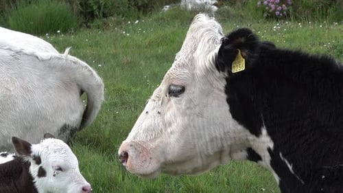 Cow and Baby Cow Resting on a Meadow in Ireland
