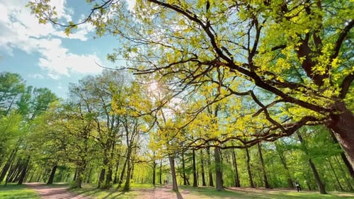 The Huge Oak Tree in a Green Meadow in the Empty Spring Park at Sunny Day Black Tree Trunks Sunbeams