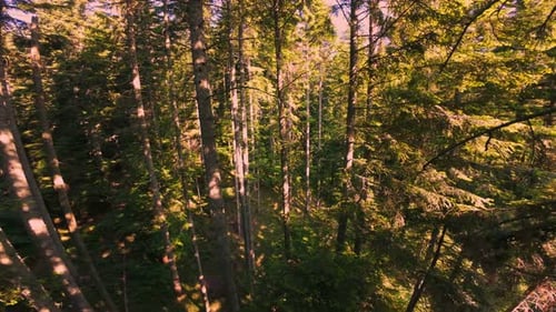 Aerial View of a Beautiful Green Forest with Sunbeams Lighting the Forest Floor Peaceful Cinematic