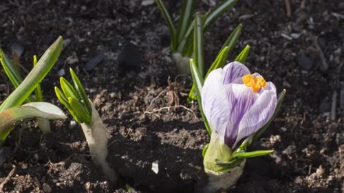 Spring Flowers Blooming in the Garden Timelapse