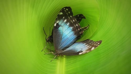 Vivid Morpho Butterflies Blue Flutterers Sitting on Tropical Leaf in Jungle