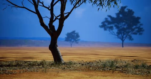 Lonely Tree Stands Amidst the Vast Plains of the Australian Outback at Dusk