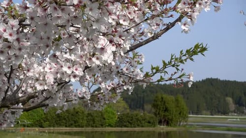 Beautiful blooming Sakura tree in rural Japanese area with rice fields