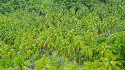 Flying Above Dense Lush Green Tropical Palm Trees Jungle. HD Aerial Drone View.