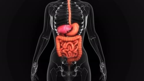 Human Digestive System Medical 3D Anatomy Scan Animation