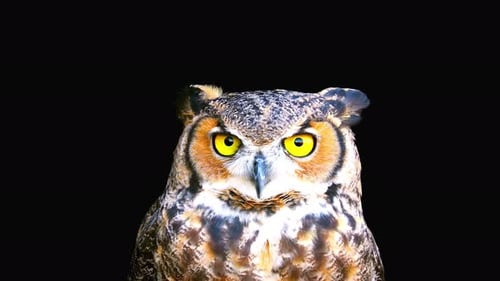 Great Horned Owl Close Up on Black Background