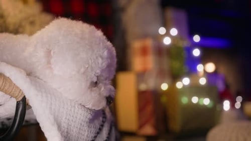 Close Up of Super Cute Bichon Frise Breed Doggy Relaxing on Chair at Fireplace