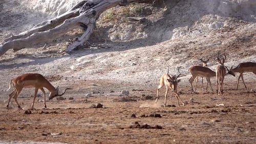Male Impalas Impalas horn fight, Africa
