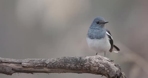 Small Bird Perched Peacefully on a Branch