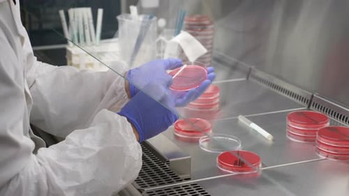 close up shot of scientist taking samples and trying to find certain bacteria