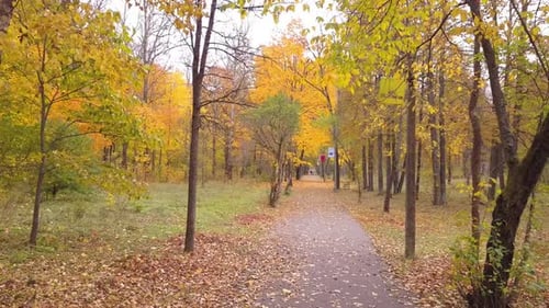 Walk Through The Autumn Park 02