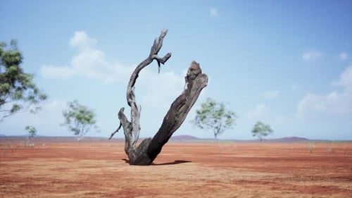 Dead Tree Stump Rotating in Arid Desert Landscape