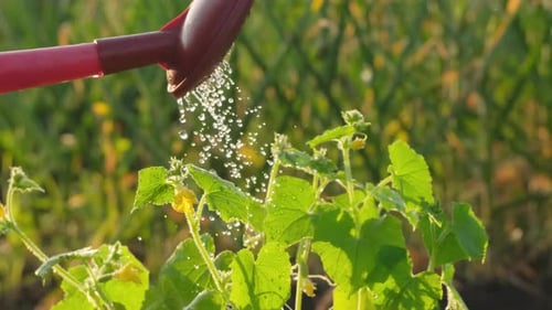 Watering Can Irrigation Water for Green Cucumber Seedlings Plants Vegetable Garden Organic Farming