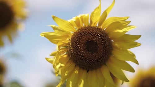 blooming sunflower on the field