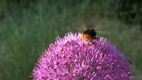 Bumblebee Collecting Pollen In Purple Flower, Close Up