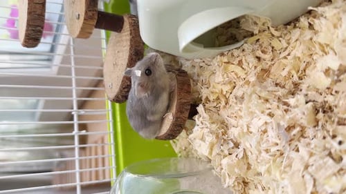Small grey hamster walking in a cage