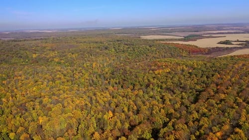 Aerial view of autumn forest.