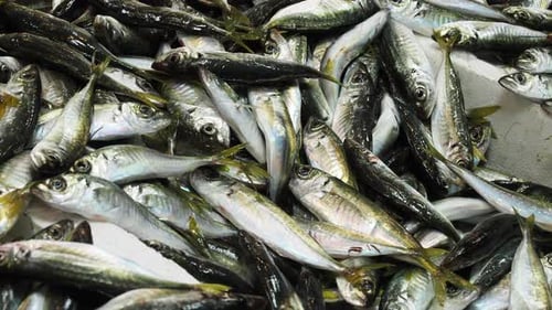 Fresh Fish in Ice at Local Market Shop