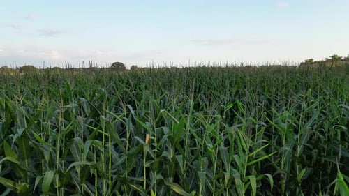 Vast green corn field on farm at golden hour, aerial fly over