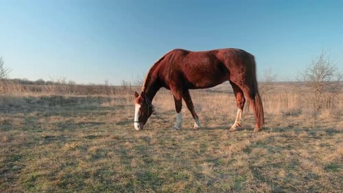 View Of A Horse In The Countryside