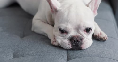 Cute French Bulldog Puppy Resting on Gray Sofa