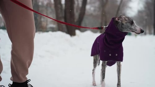 Dog Owner Wearing Green Winter Jacket and Gray Beanie Standing on Snowy Path in Forest Park