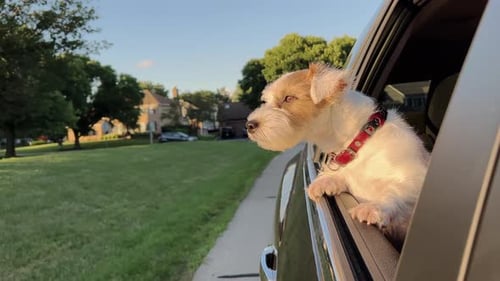 Dog Enjoying Car Ride in Suburban Neighborhood