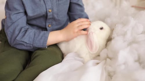 Child Gently Petting a Fluffy White Bunny