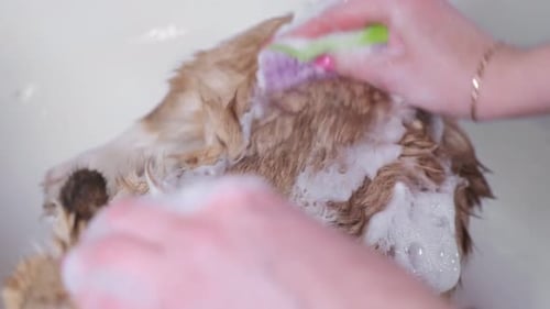 Woman Brushing Small Dog in Tub During Bath