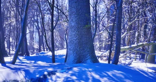 Majestic Winter Woods Showcasing Vibrant Blue Tones and Serene Beauty