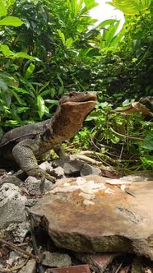 Vidéo verticale. Surveiller un lézard mangeant de la viande crue et se léchant la bouche debout sur
des décombres avec