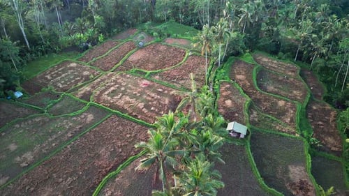 Aerial View of Tropical Rice Fields with Palm Trees and Footpath Across Farmland in Bali