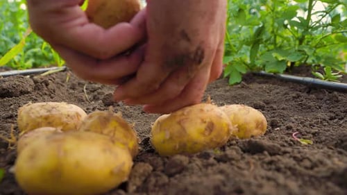 Hands Planting Golden Potatoes in Fertile Soil