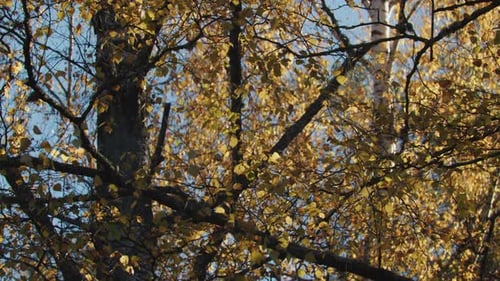 Scenic shot of yellow leaves swaying with the wind in the forest on a bright day in Norway