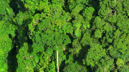 Drohne, die anmutig über einen üppigen tropischen Regenwald gleitet.