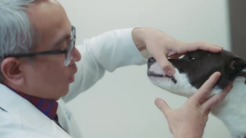 Vet checking the dog's teeth at a routine check up at the clinic
