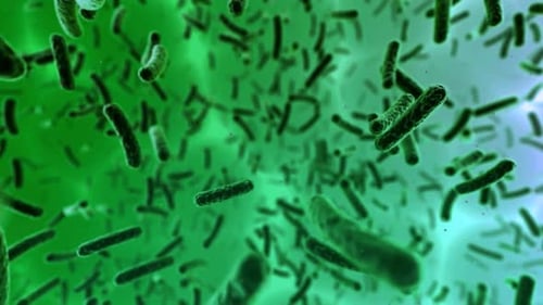 Bacteria Colony, Microbiome and Bacterium or germs inside intestines. Microbes inside human gut