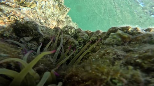Sea Anemones Among Marine Rocks