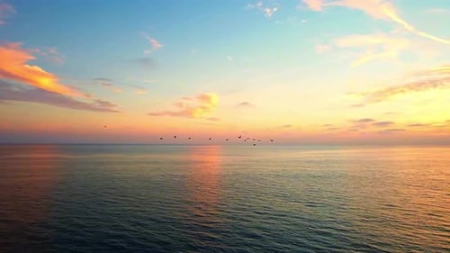 Aerial view of the west coast with shorebirds flying