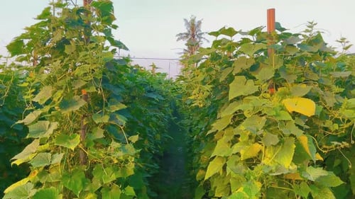 Fresh cucumber plants are green