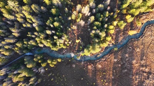 Top-down drone shot of winding river cutting through sunlit autumn forest, with vibrant trees and de