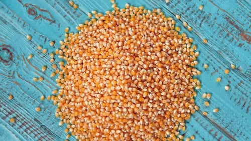 Corn Seeds Pile of Raw Corn Grains is Turning Closeup on Blue Rustic Wood Husbandry Yellow Maize Zea