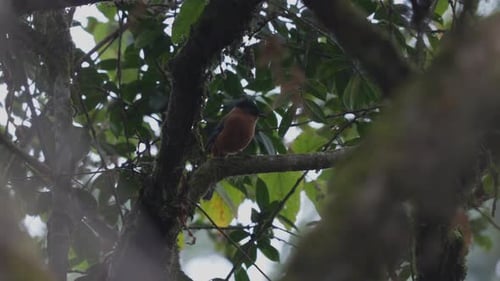 Small Bird Perched on Branch in Forest