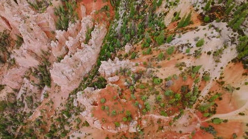 Pinien wachsen auf den Klippen der spitzen Felsen des Bryce Canyon.