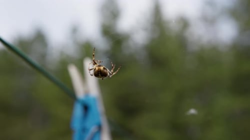 Spider Dangling in Web in Natural Setting