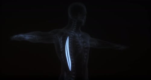 Spinalis dorsi in human body. X Ray. Loop