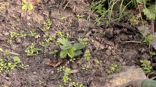 garden de weeding getting rid of weed in the garden stock video stock footage