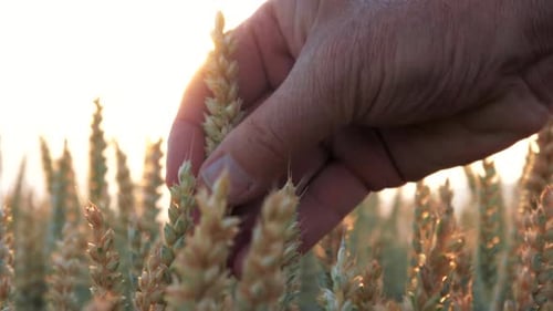 A close-up shot of a grandfather's hand touching grains of wheat in a field at beautiful sunset.