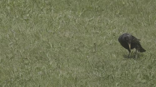 Ein verwundeter und ein gewöhnlicher schwarzer Vogel bewegen sich vorwärts und schauen überall interessiert hin.
